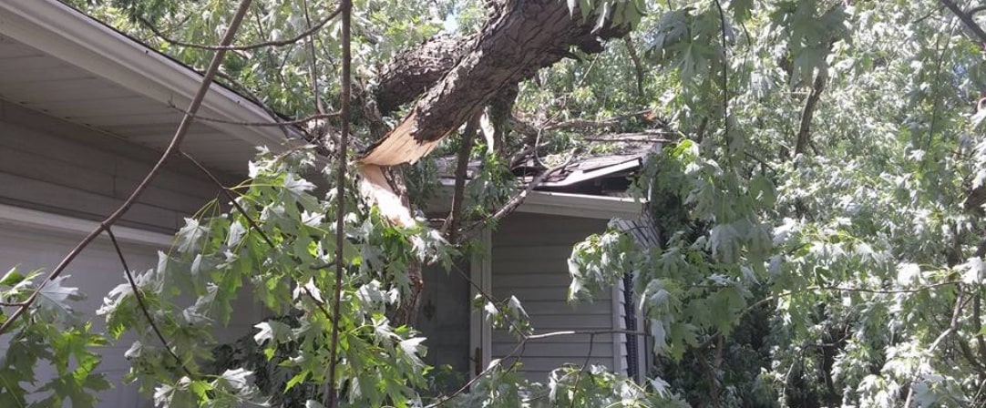 Seaben Tree Service