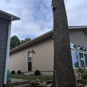 Seaben Tree Service