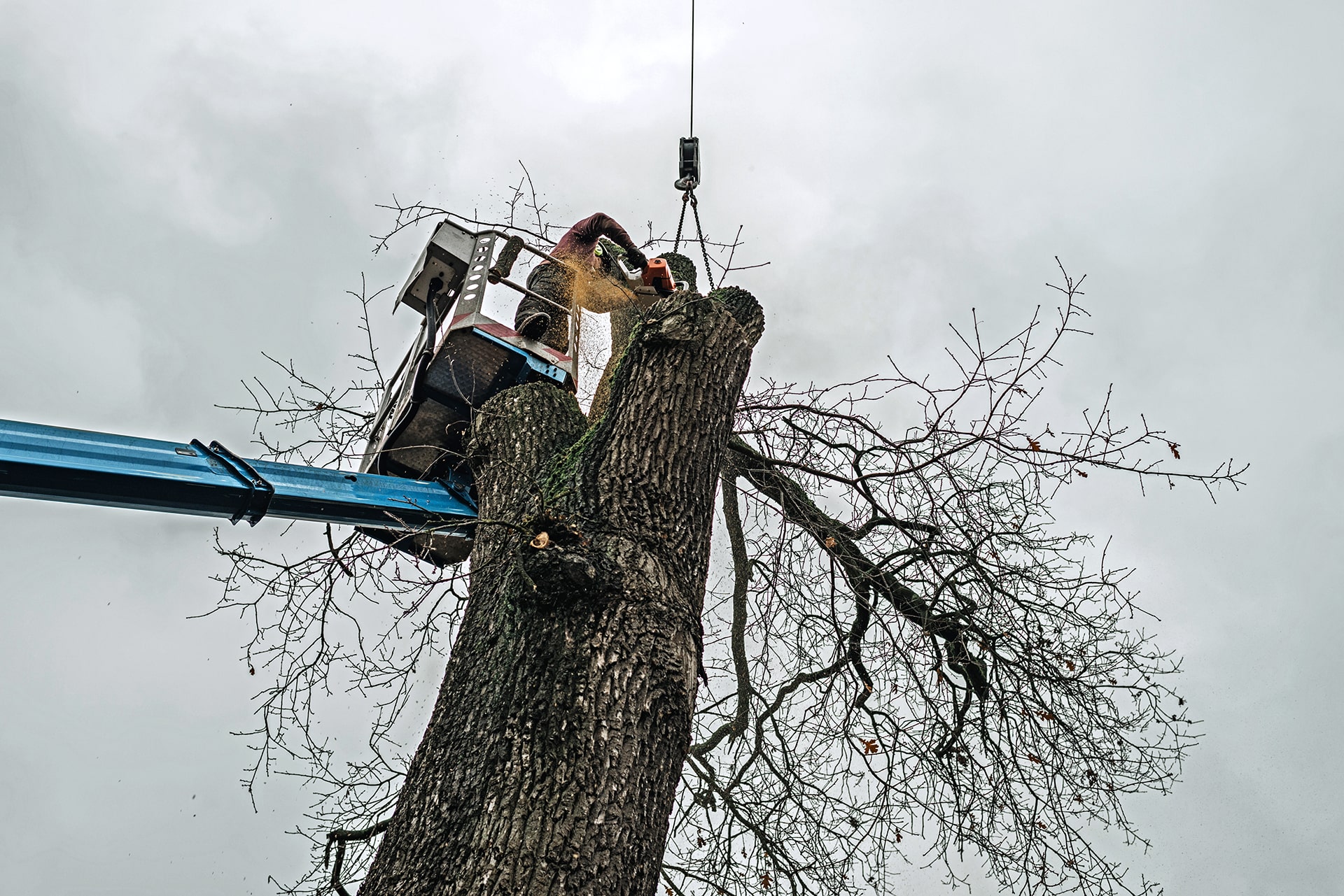 Seaben Tree Service