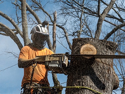 Emergency Tree Service