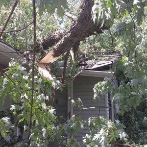 Seaben Tree Service