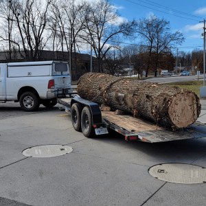Seaben Tree Service