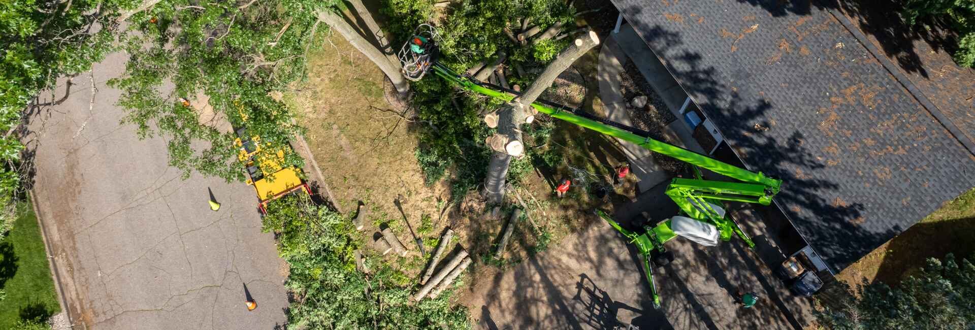 Tree Services From Kalamazoo’s Experts