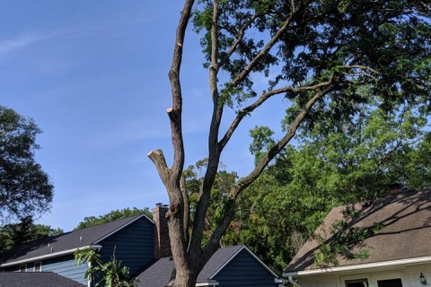 Get Tree Trimming Service in Kalamazoo Before the Snow Flies