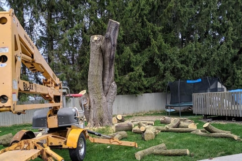Safe, Efficient Tree Trimming and Removal Services