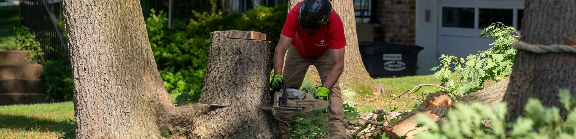 Tree Removal