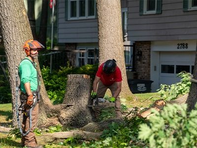 Tree Removal
