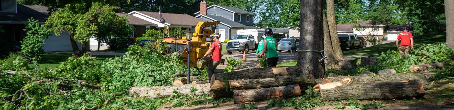 Tree Trimming