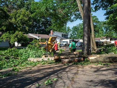 Tree Trimming