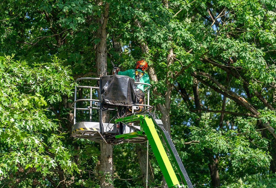 Tree Trimming