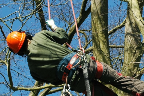 How to Know When it’s Time to Call Your Kalamazoo Tree Service Company