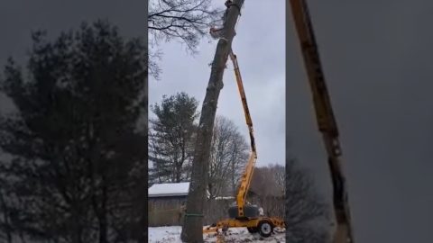 big trunk