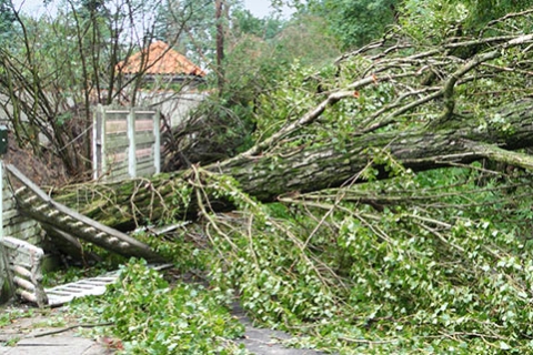 Tree Removal and Storm Cleanup Service in Kalamazoo