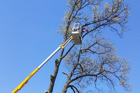 Read What People are Saying About Tree Services They’ve Received from Seaben