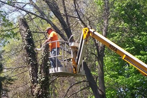 Tree Removal Services with a Focus on Safety