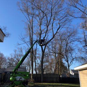 Seaben Tree Service