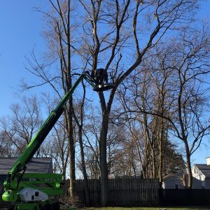 Seaben Tree Service