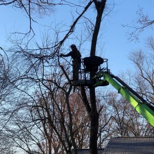 Seaben Tree Service
