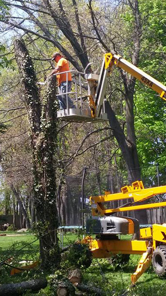Tree Services Greensboro